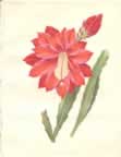 garden magazine