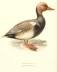 old print birds